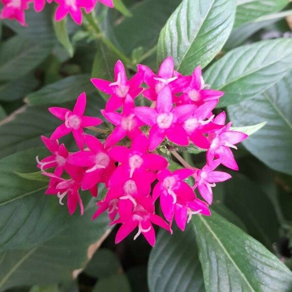 Pentas lanceolata Цвят