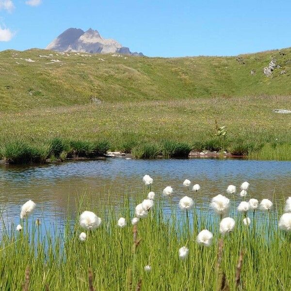 Eriophorum scheuchzeri 花