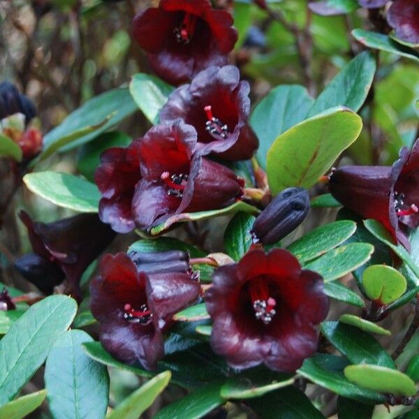 Rhododendron sanguineum Õis