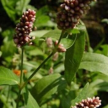 Persicaria maculosa Συνήθη χαρακτηριστικά