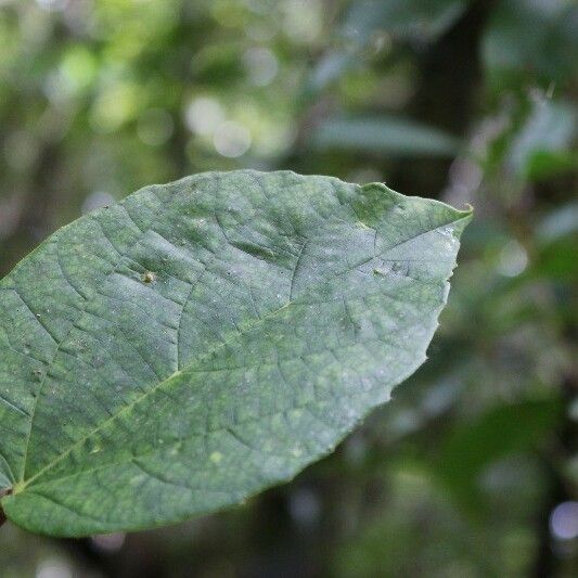 Ficus mauritiana Foglia