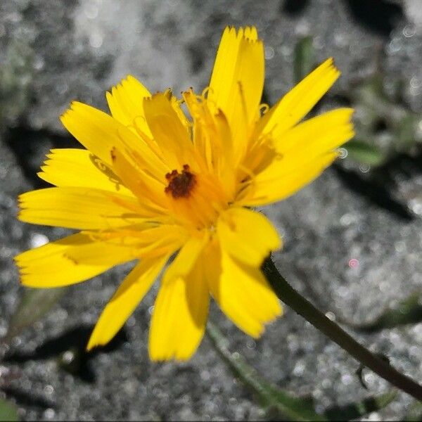 Tolpis staticifolia 花