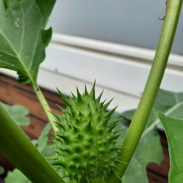 Datura stramonium ᱡᱚ