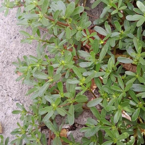 Portulaca oleracea موطن