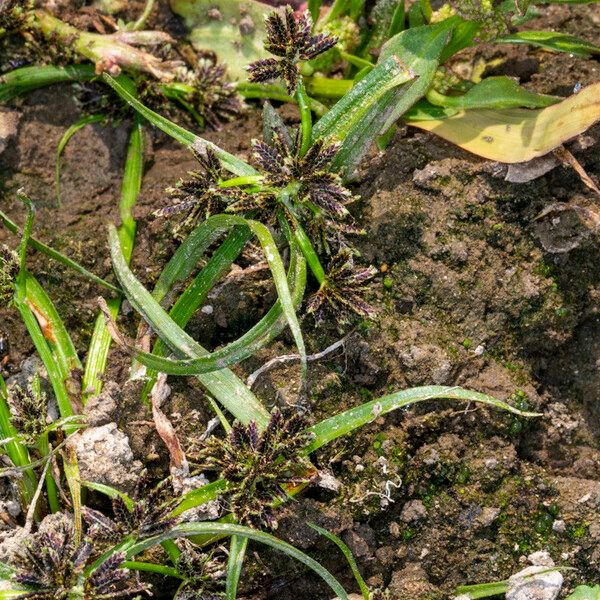 Cyperus fuscus Συνήθη χαρακτηριστικά