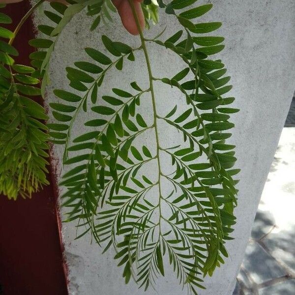 Acacia abbreviata Leaf