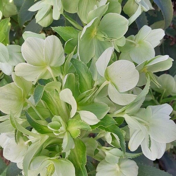 Helleborus argutifolius Flower