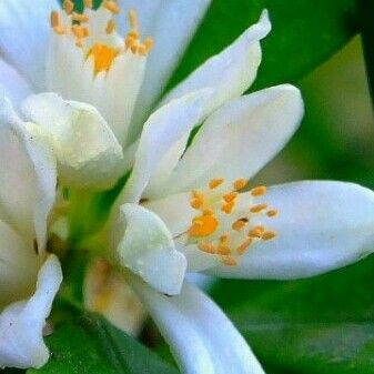 Citrus × aurantium Blomst