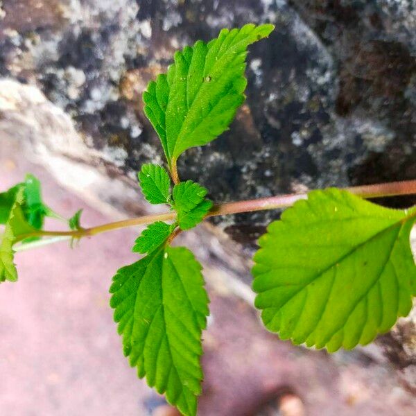 Lippia dulcis Blatt