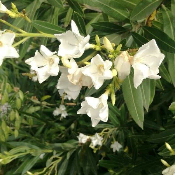 Nerium oleander Flower