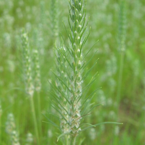 Plantago aristata Flower