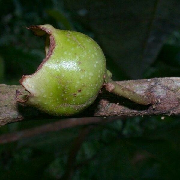 Bellucia grossularioides Frucht