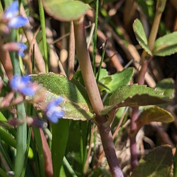 Veronica beccabunga Leaf