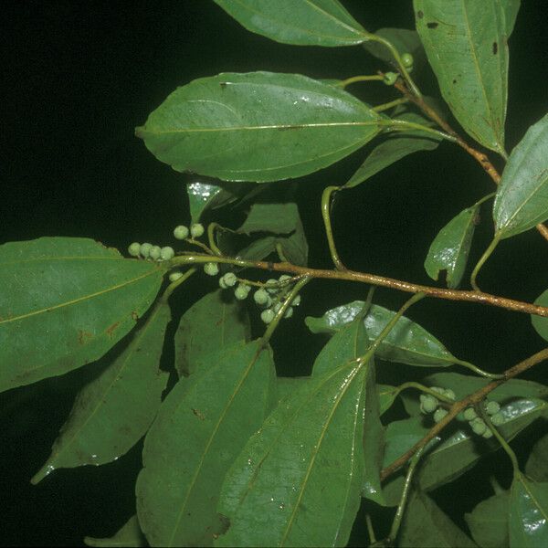 Alchorneopsis floribunda Hoja