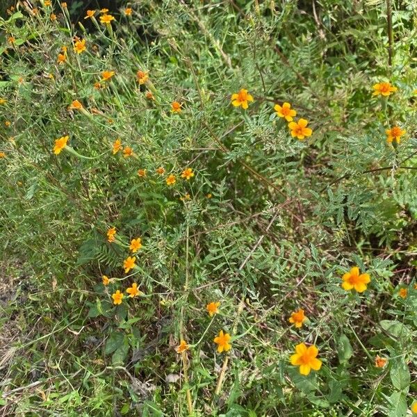 Tagetes lunulata Habitat