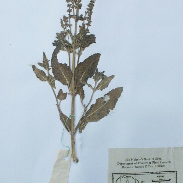 Salvia plebeia Other