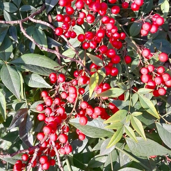 Nandina domestica ഫലം