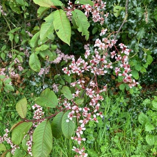 Persicaria campanulata 花