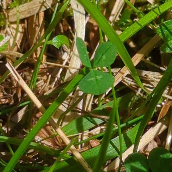 Trifolium repens Lehti