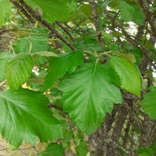 Karpatiosorbus latifolia Liść