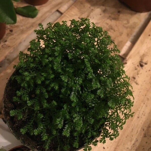 Selaginella kraussiana Feuille