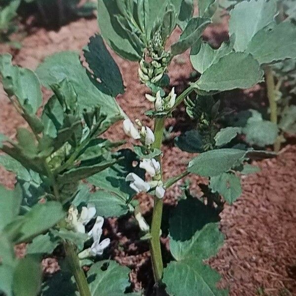 Vicia faba Φύλλο