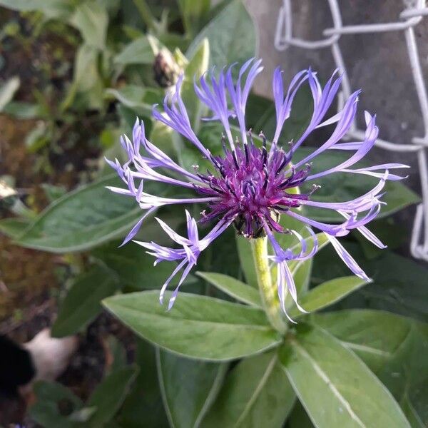 Centaurea montana Cvet