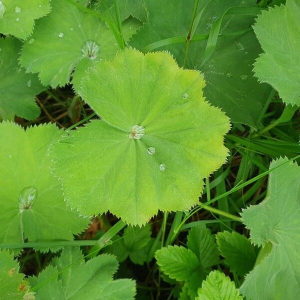 Alchemilla mollis Лист