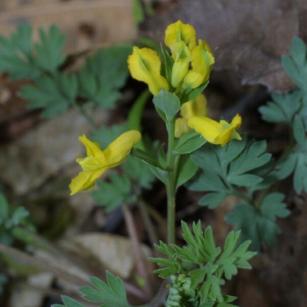 Corydalis flavula Habit