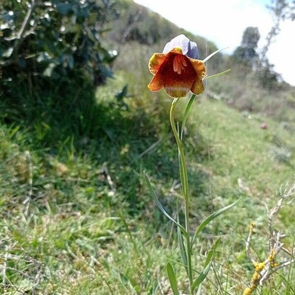 Fritillaria pyrenaica Kvet