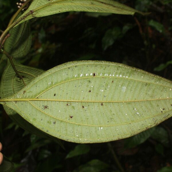 Miconia ligulata Leht