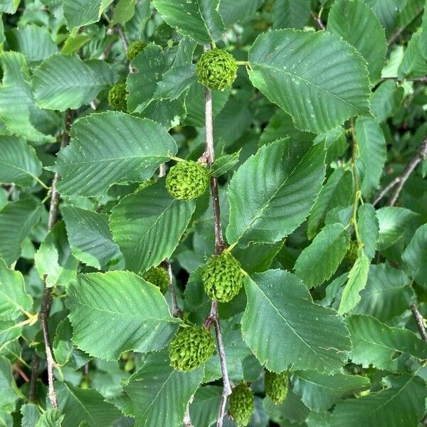 Betula lenta Lapas