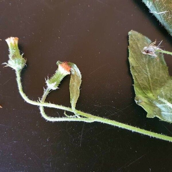 Crassocephalum picridifolium Blomma