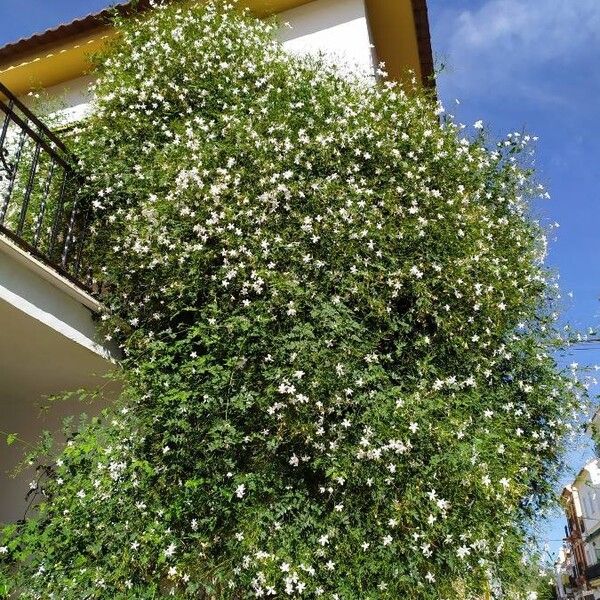Jasminum officinale (Common jasmine)