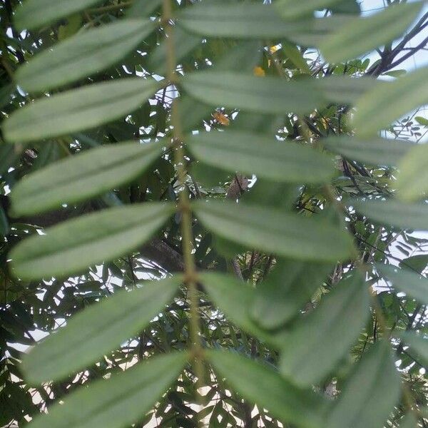 Senna occidentalis Feuille