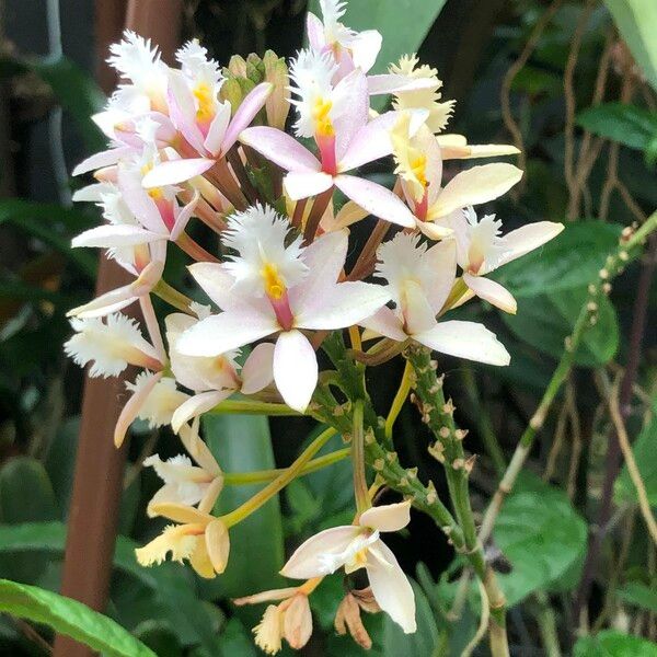 Epidendrum spp. Kukka