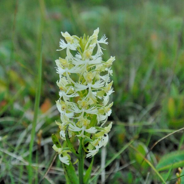 Platanthera leucophaea ফুল