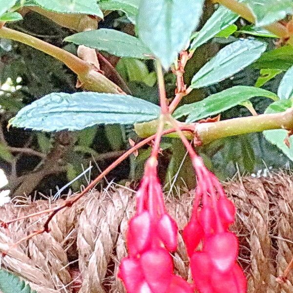 Fuchsia paniculata Çiçek