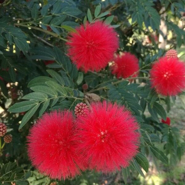 Calliandra haematocephala Lorea