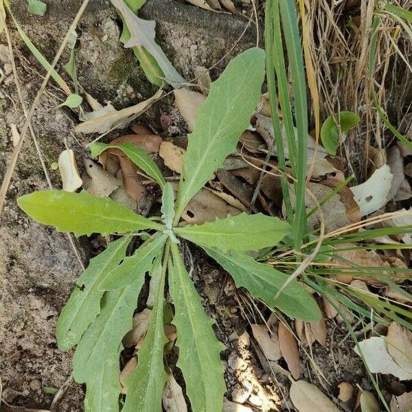 Crepis pulchra Φύλλο