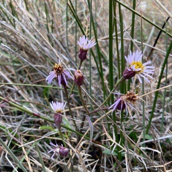 Tripolium pannonicum Flower