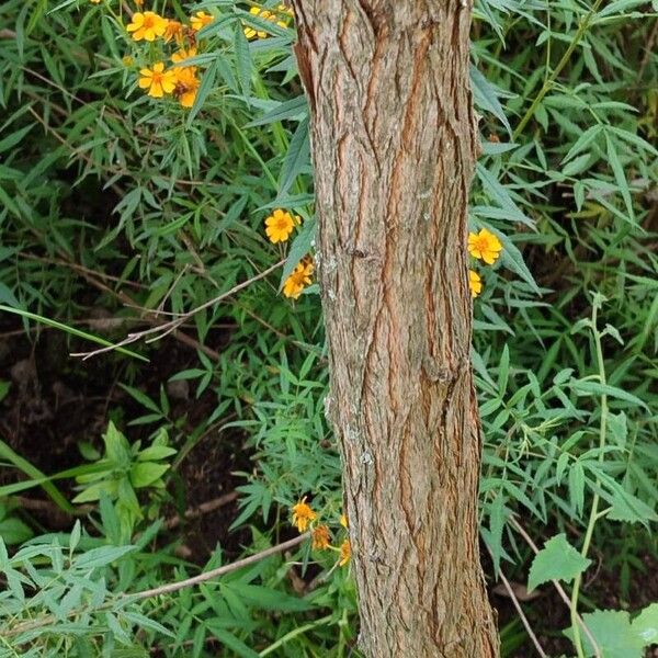 Xanthoceras sorbifolium Corteccia