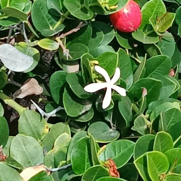 Carissa macrocarpa Bloem