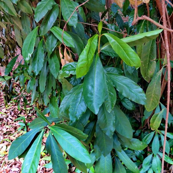 Ixora finlaysoniana Blad