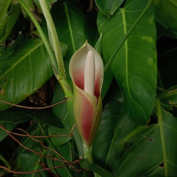 Philodendron sagittifolium Flors