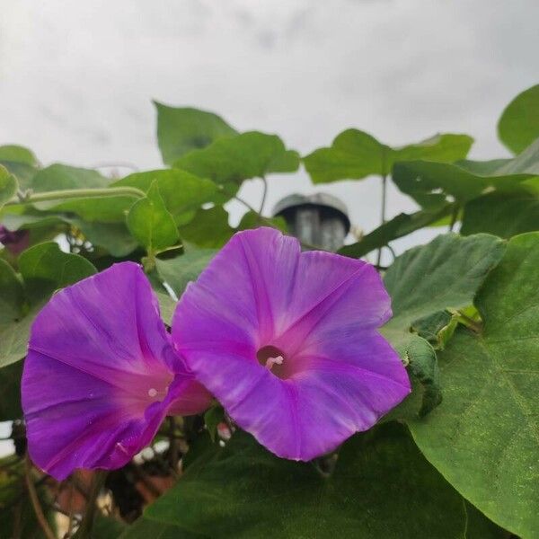 Ipomoea purpurea Çiçek