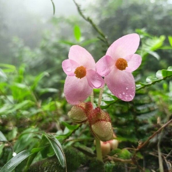 Begonia picta Кветка