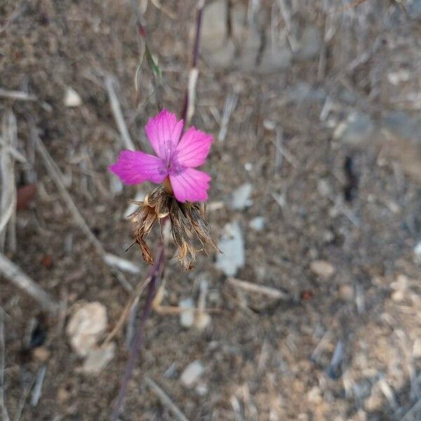 Dianthus balbisii Flower