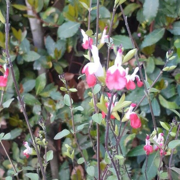 Salvia microphylla Flor