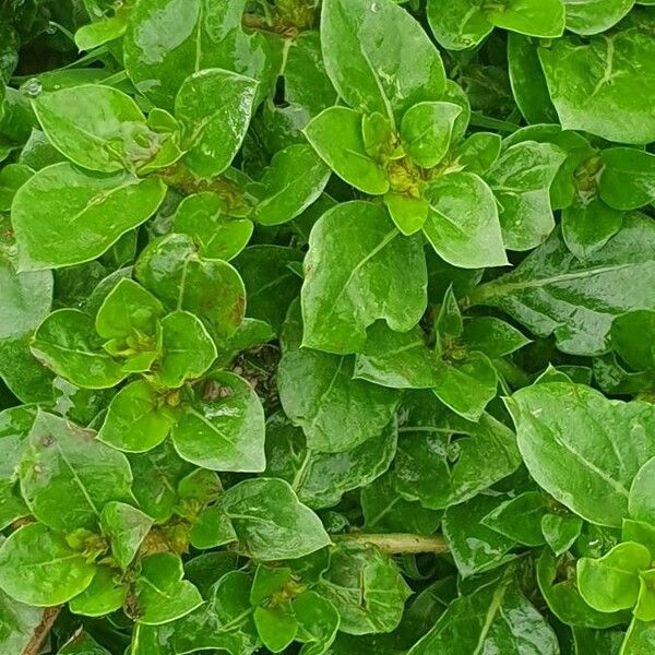 Alternanthera pungens List